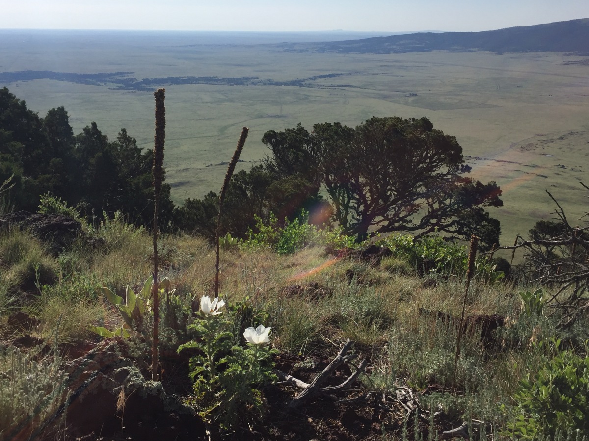 Picture of the Day:  Wildflowers on top of Capulin Volcano