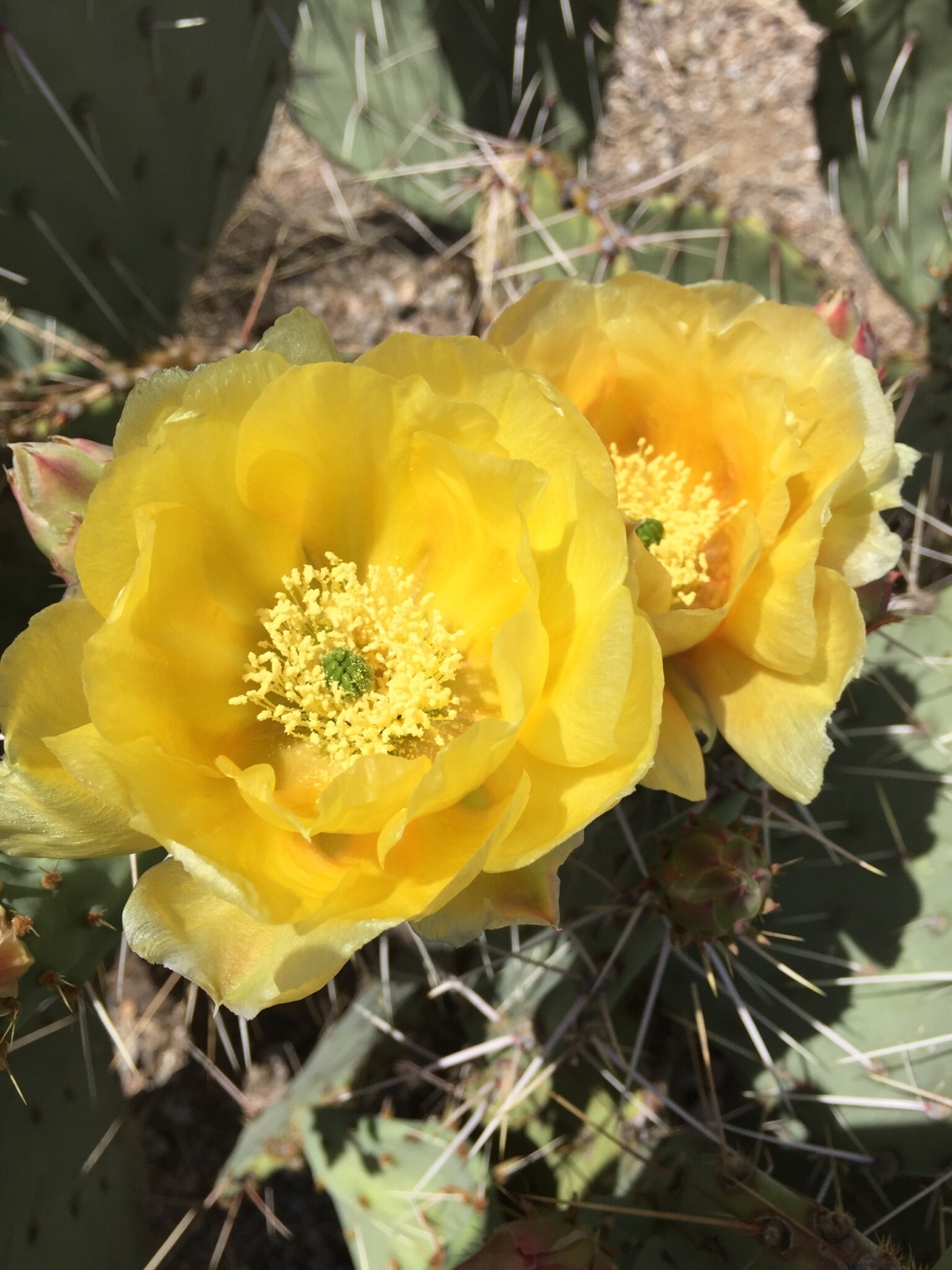 Picture of the Day:  Flowers in the Desert